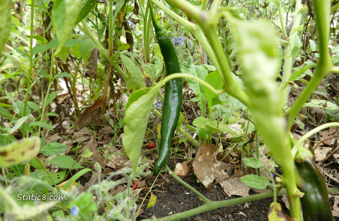 Green pepper ripening on the plant