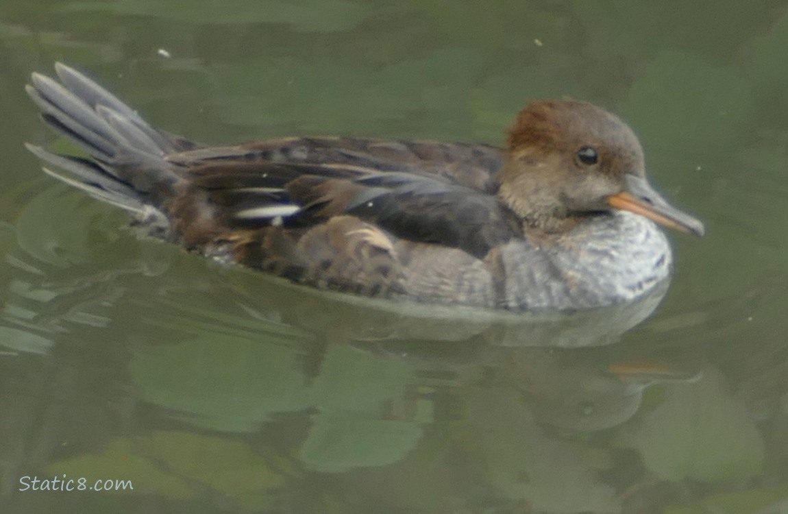 Hooded Merganser on the water