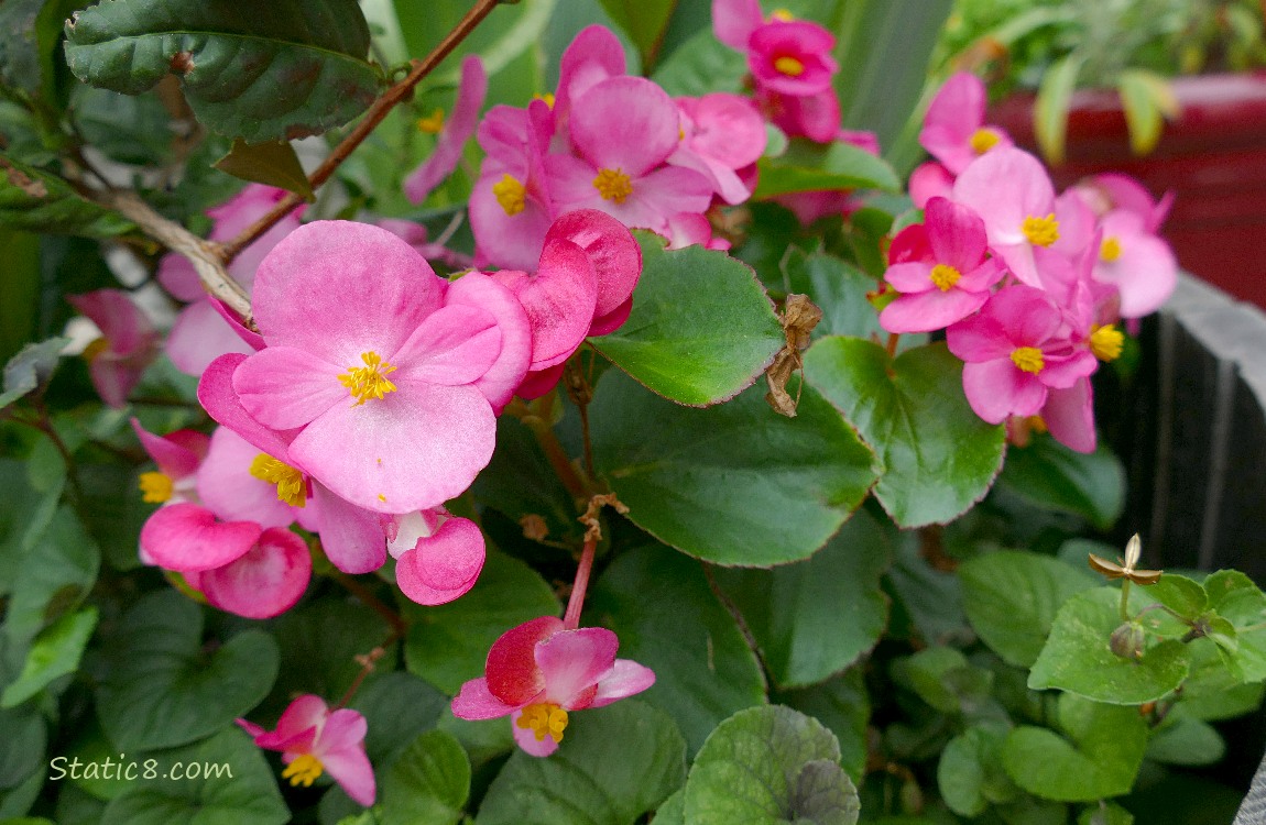Pink Impatien blooms and leaves