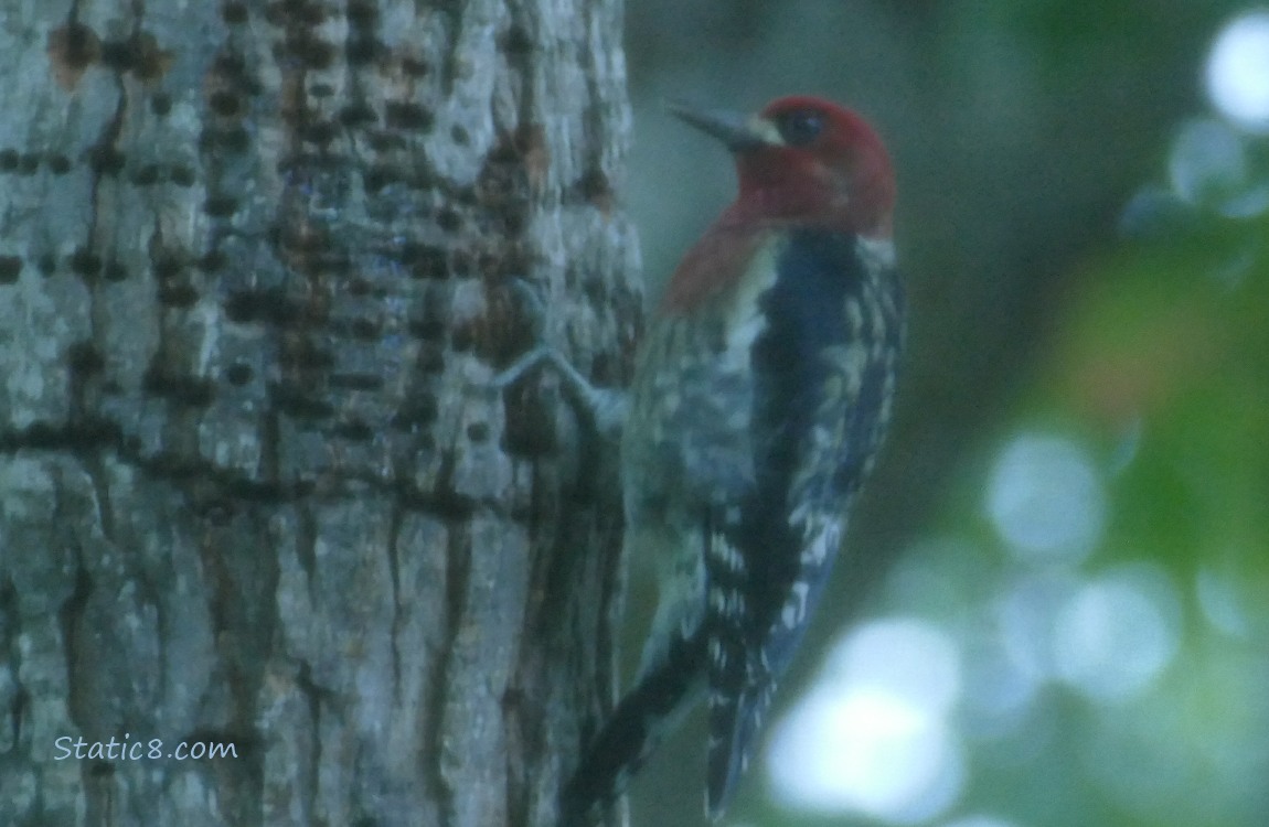 Red Breasted Sapsucker hanging on the side of a tree trunk