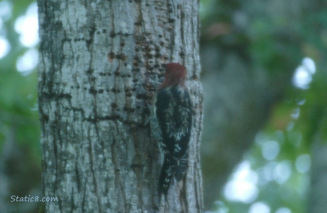 Sapsucker standing on the side of a tree trunk with many little holes