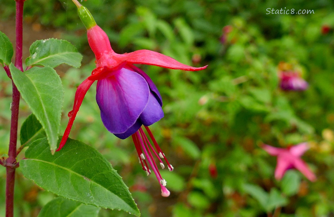 Purple and pink Fuchsia blooms with green leaves in the background