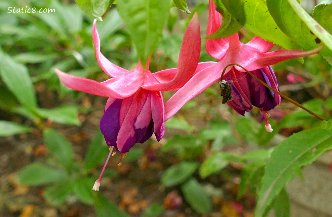 Purple and pink Fuchsia blooms with green leaves in the background