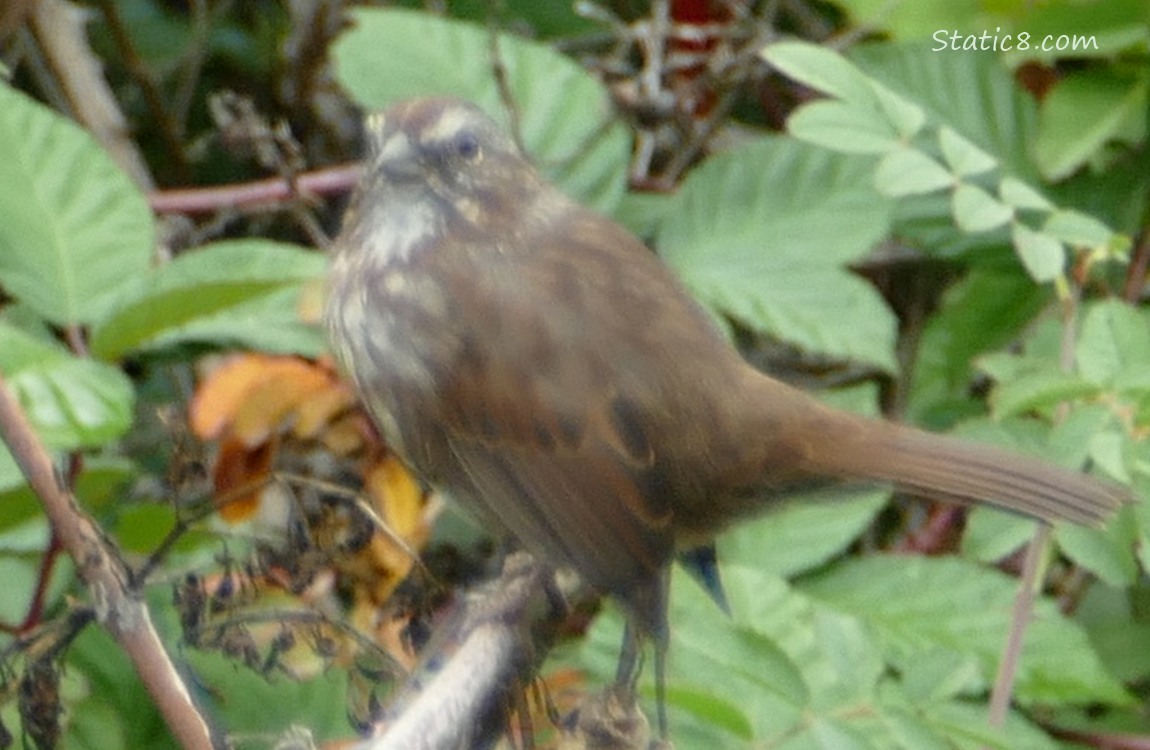 Blurry Song Sparrow stanidn on a stick, green leaves in the background