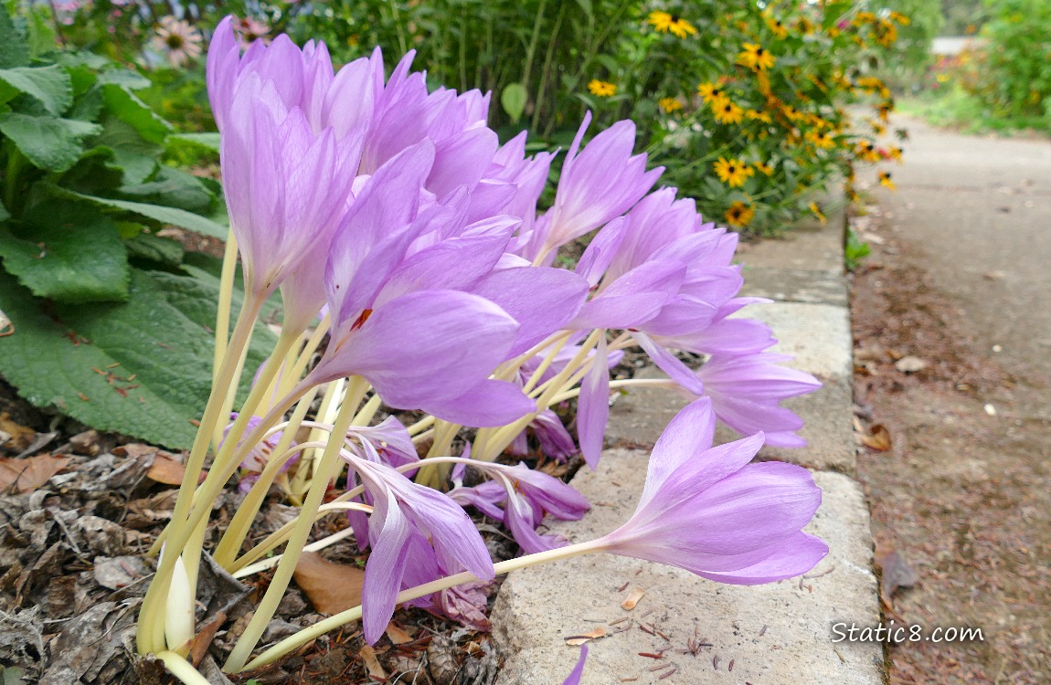 Autumn Crocus blooms next to a sidewalk