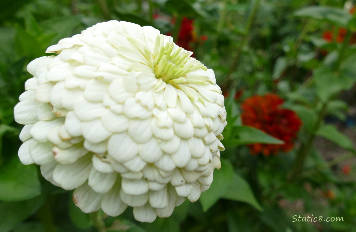 White Dahlia bloom