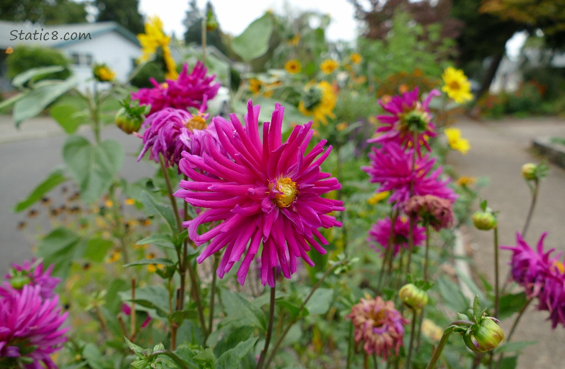 Purple Dahlias blooming next to the sidewalk
