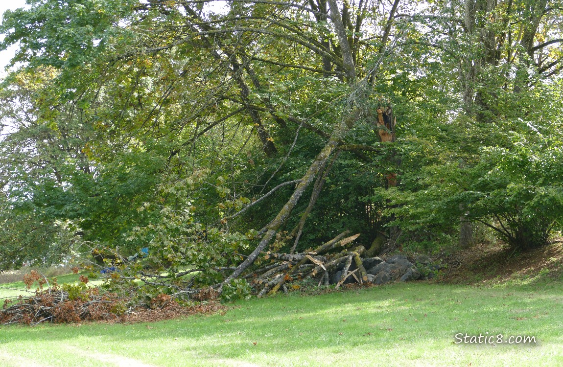 Fallen tree