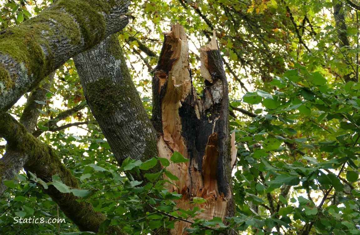 Broken tree trunk