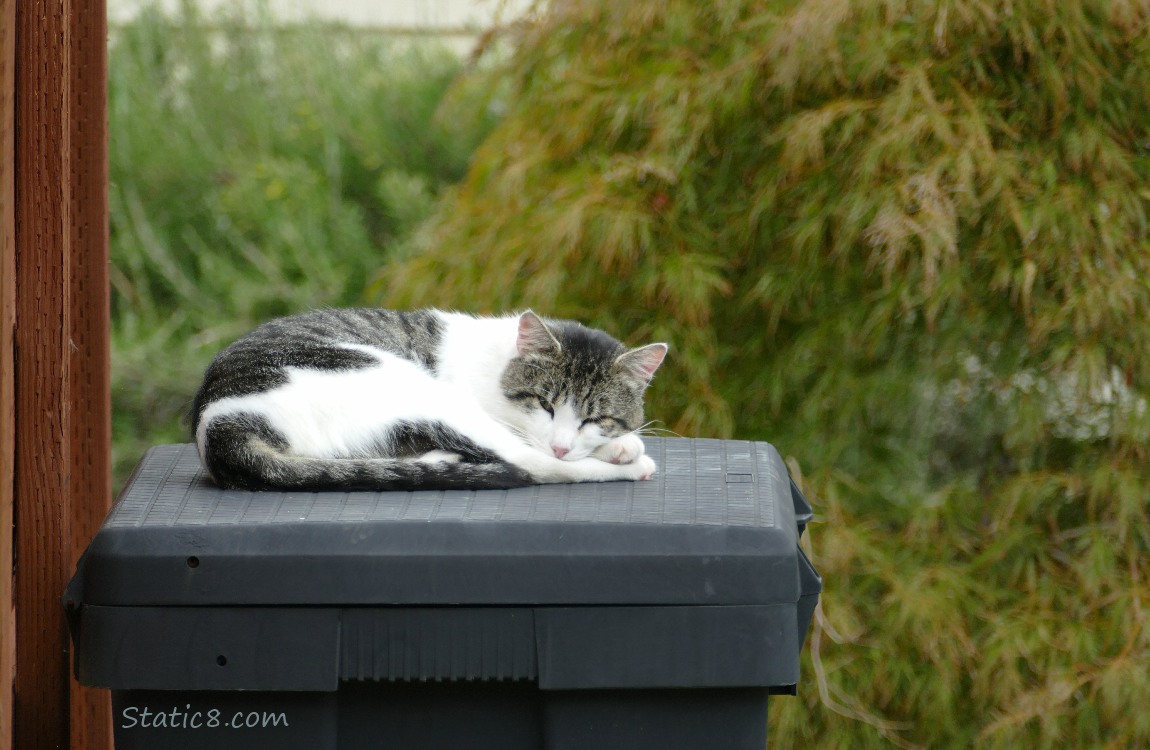 White and grey tabby cat, lying on a plastic box
