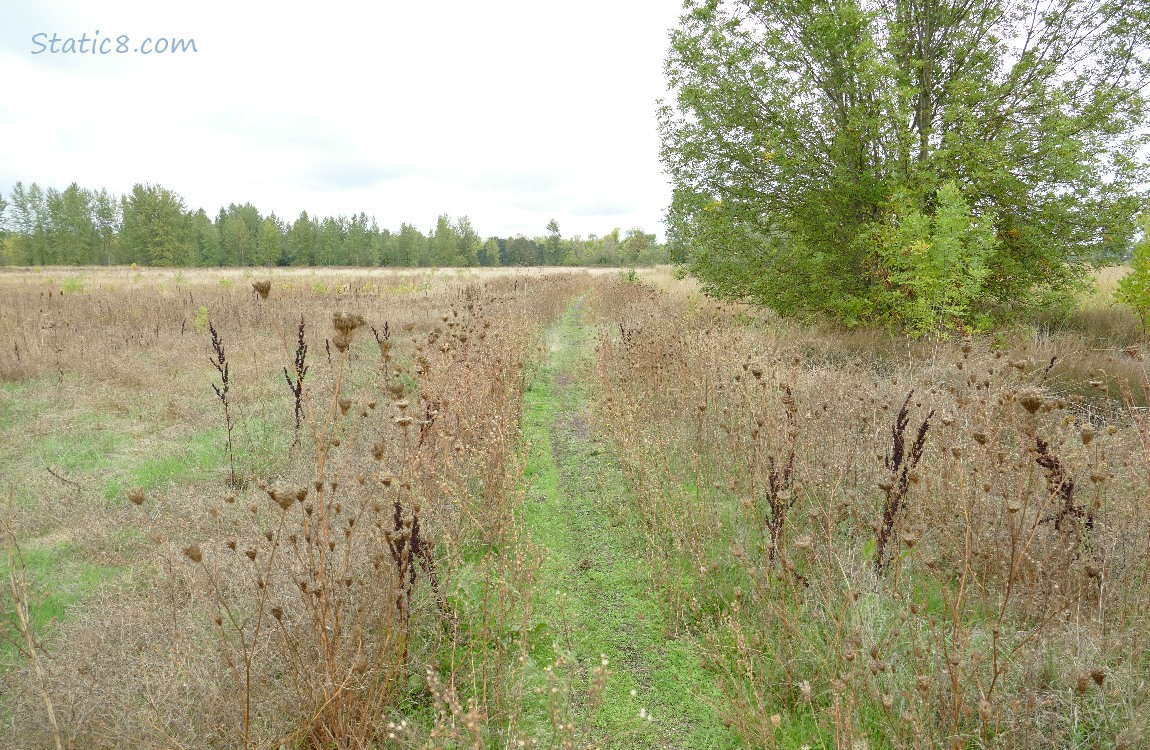 Path thru a prairie