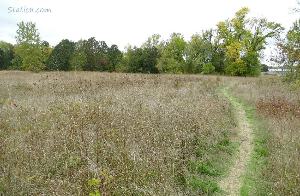 Path in a prairie running next to some trees, a hill in the distance