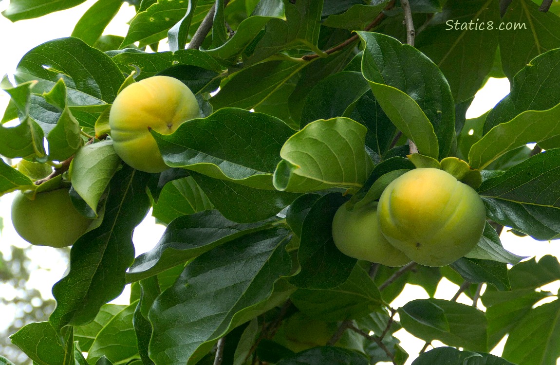 Green Persimmon fruits ripening on the tree