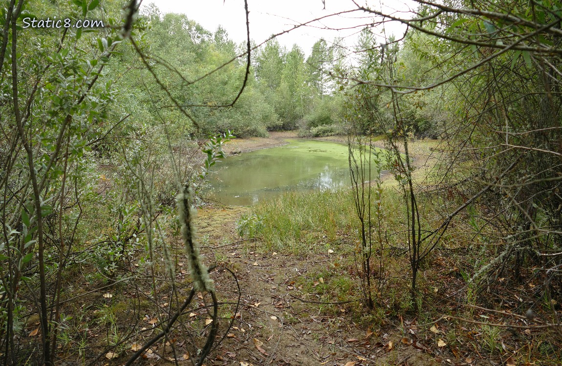 Pond thru the trees