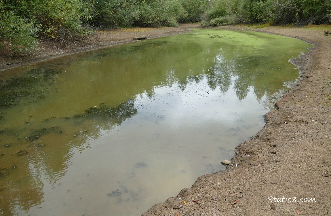 Pond