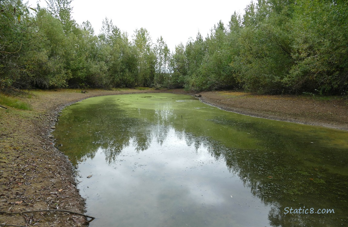 Pond