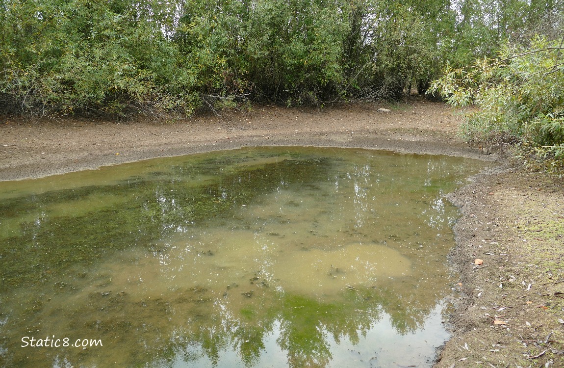 Pond