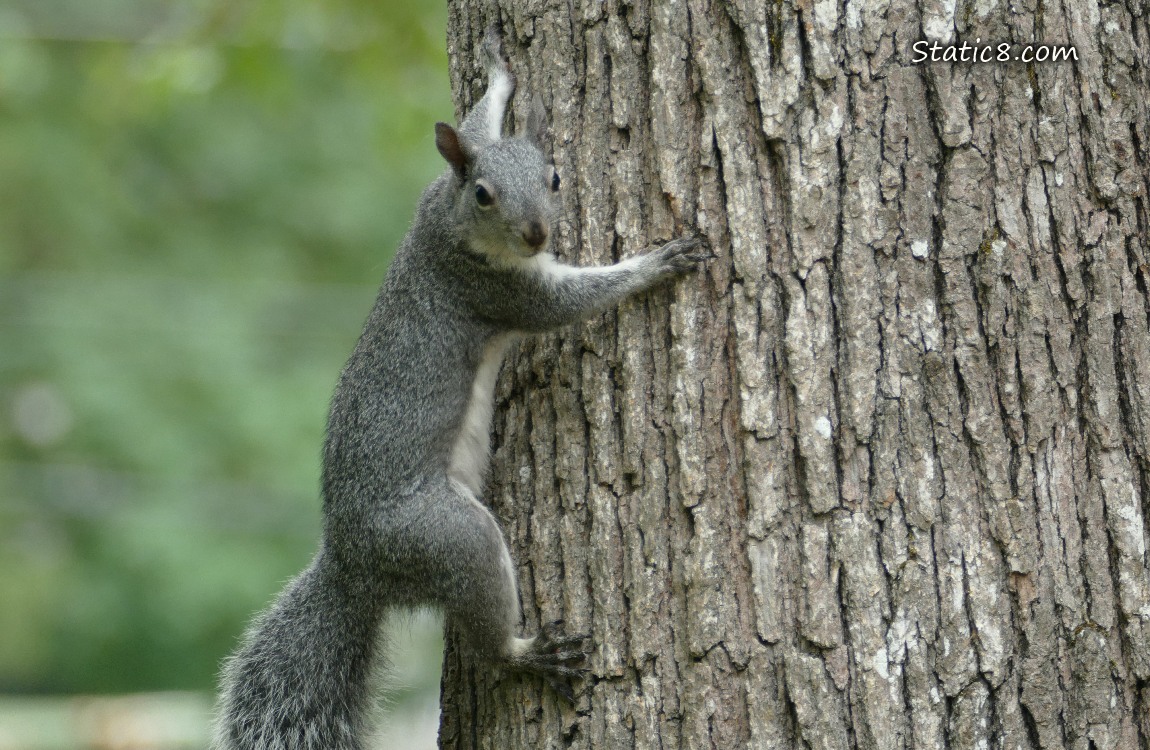 Western Grey Squirrel on the side of a tree trunk