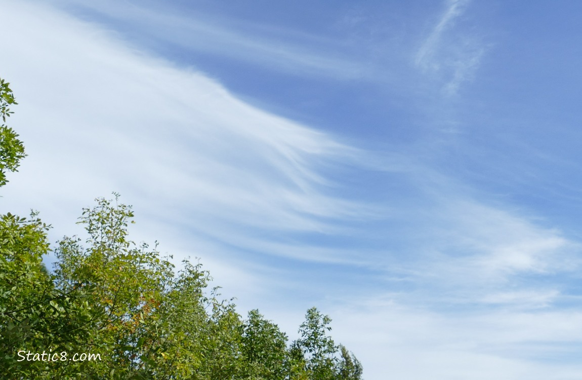 Clouds in a blue sky over green trees