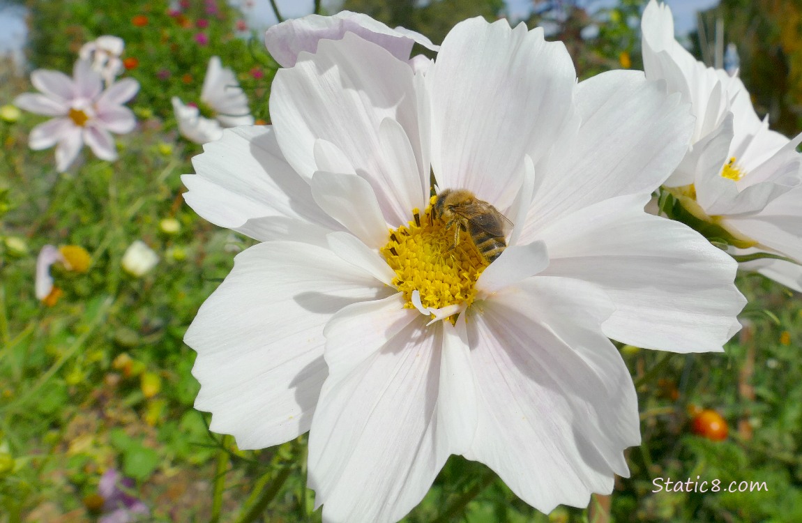 Honey Bee on a white Cosmos bloom