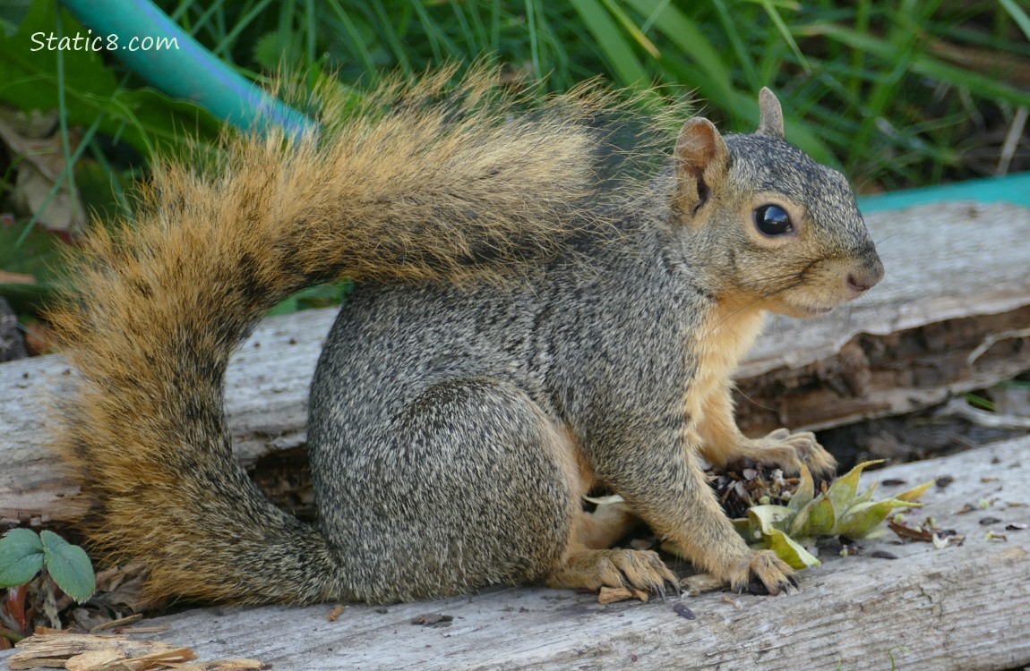 Squirrel standing on wood boards, hand on a cut sunflower seed head