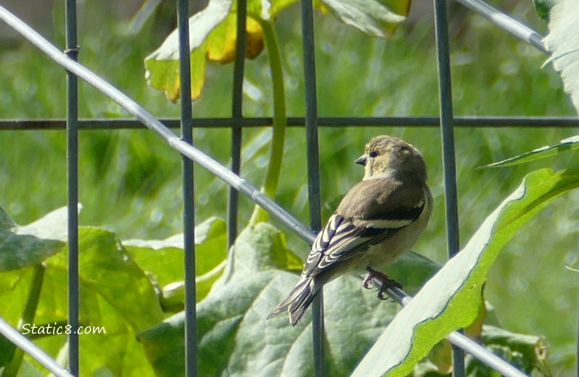 Goldfinch standing on a wire trellis