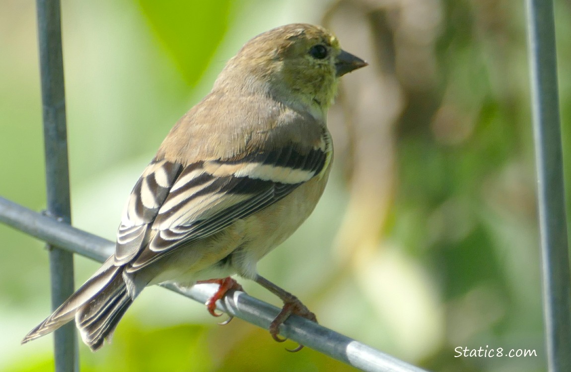 Goldfinch standing on a wire trellis