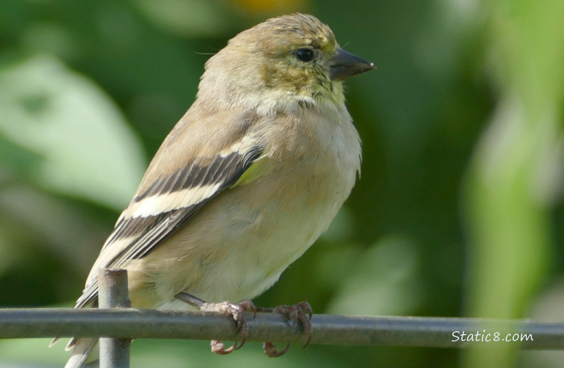 Goldfinch standing on a wire tomato cage