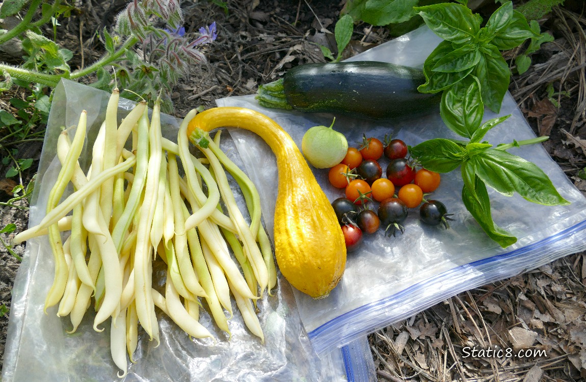 Harvested veggies on ziplocks on the ground