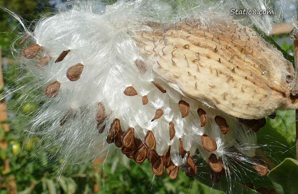Milkweed seedpod, open with seeds coming out