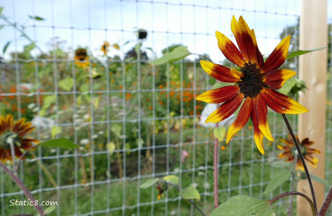 Small sunflower bloom in front of a wire fence with colourful flowers in the background