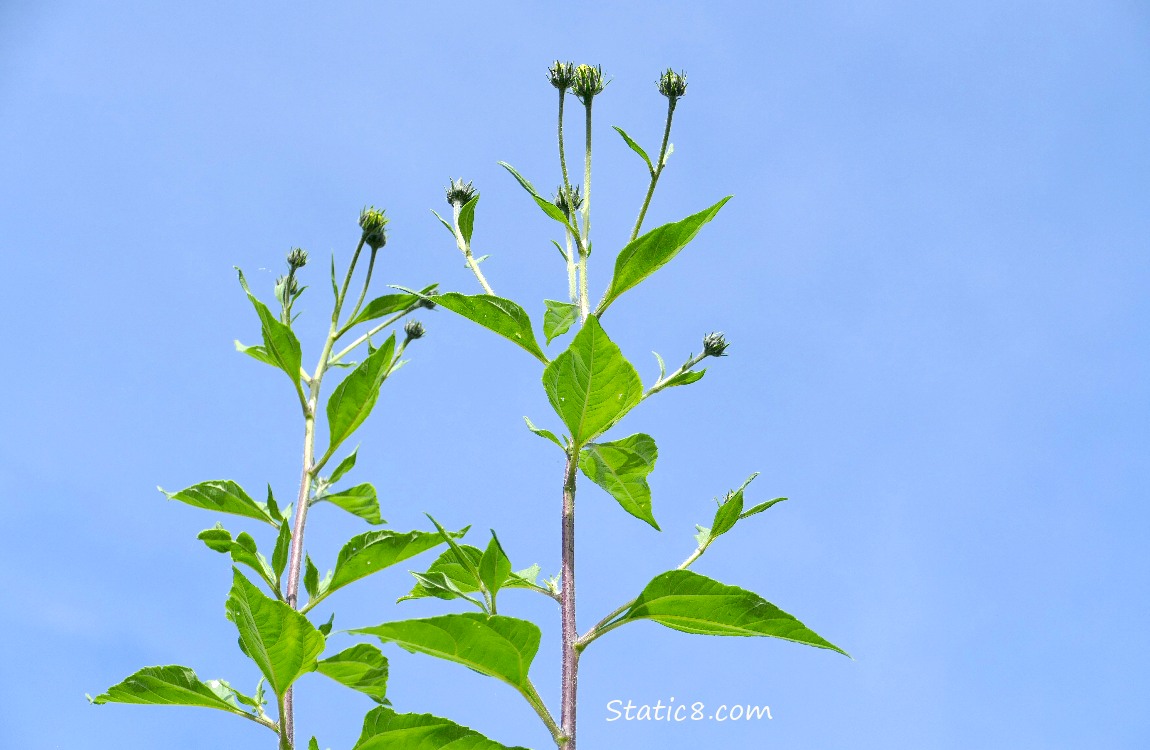 Sunroot stalks with buds and the blue sky