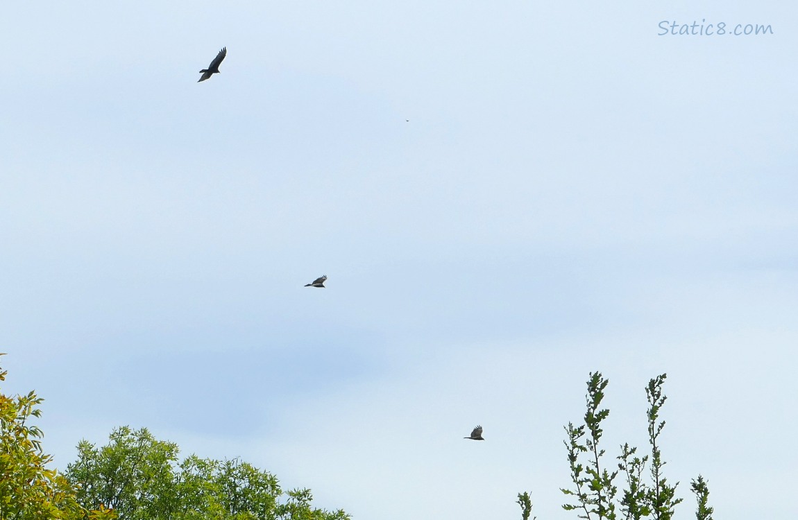 three turkey Vultures flying in the sky