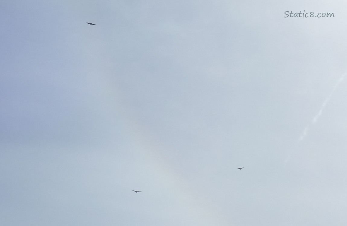 Far off Vultures flying past the Solar Halo