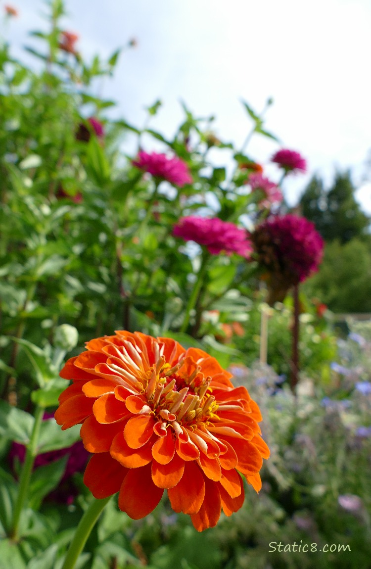Orange Zinnia bloom with purple blooms in the backgroun, under a blue sky