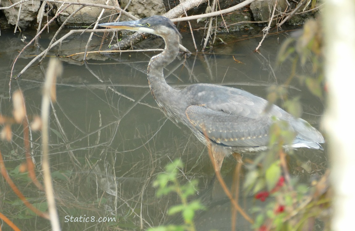 Great Blue Heron walking in shallow water near the bank of the creek