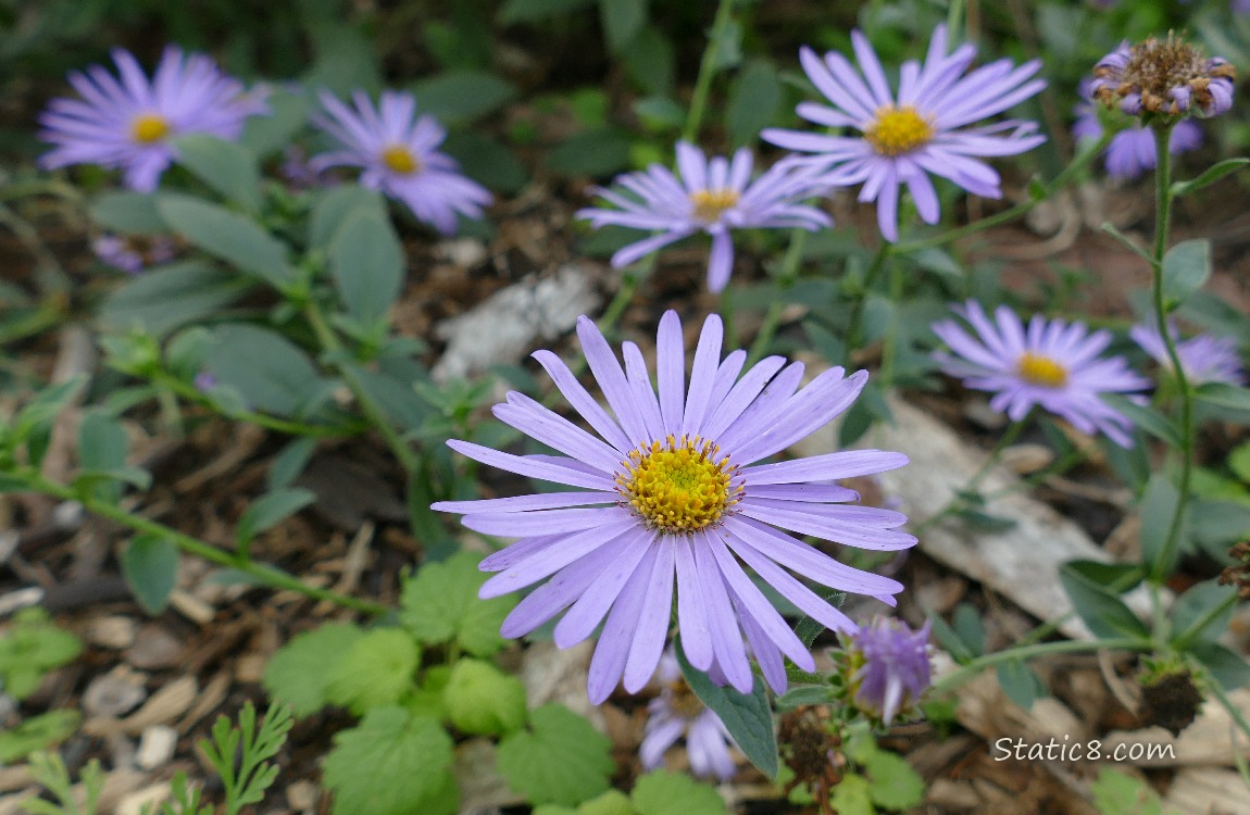 Purple Aster blooms