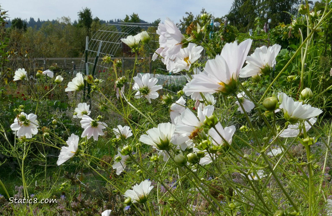 White Cosmos blooms in a garden plot