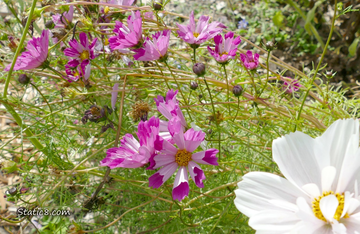 Dark pink Cosmos blooms in a garden plot