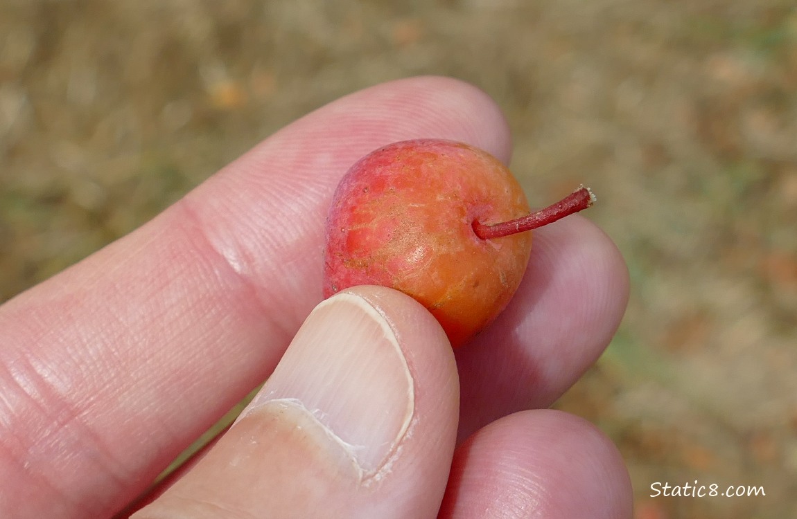 Fingers holding a crab apple