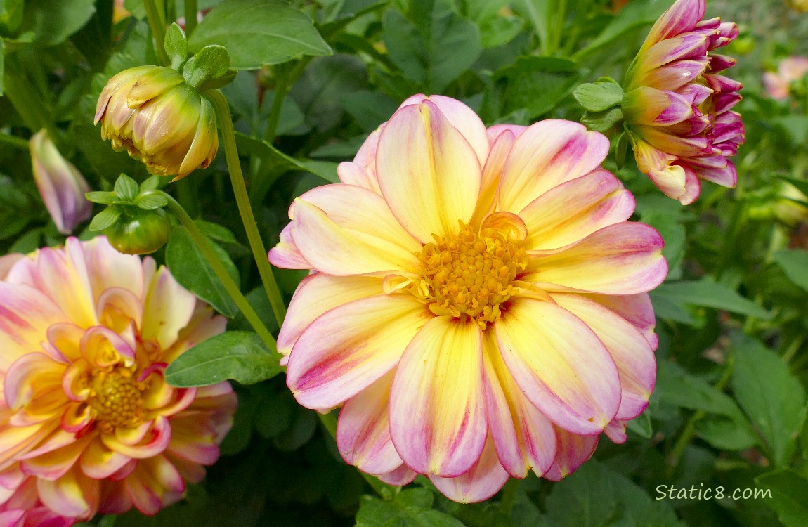 Pink and yellow bicolour Dahlia blooms and green leaves