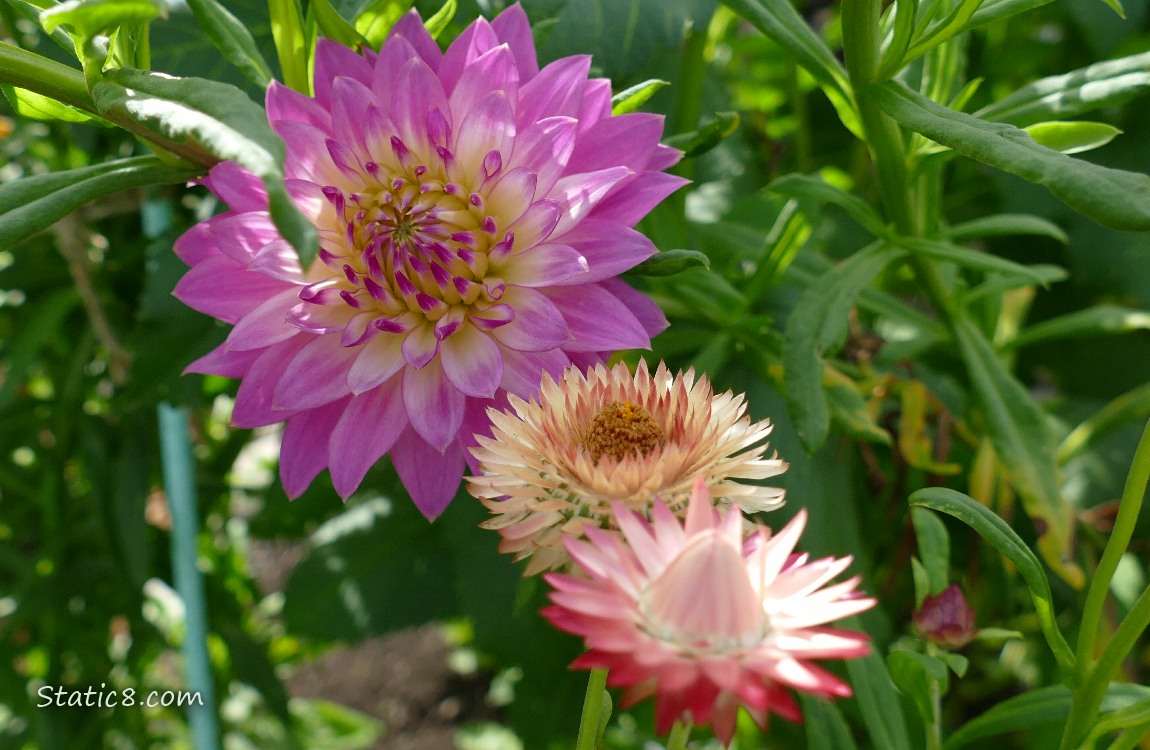 Pink Dahlia bloom in front of two Strawflower blooms