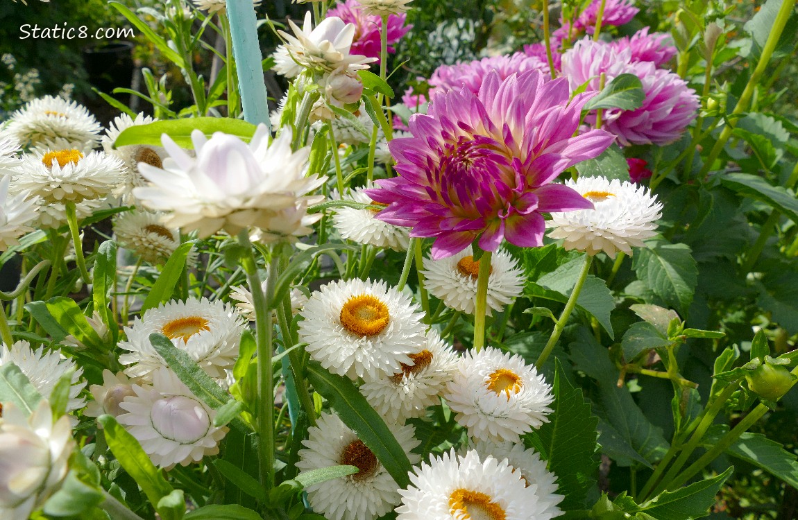 Pink Dahlia bloom with many white Strawflower blooms