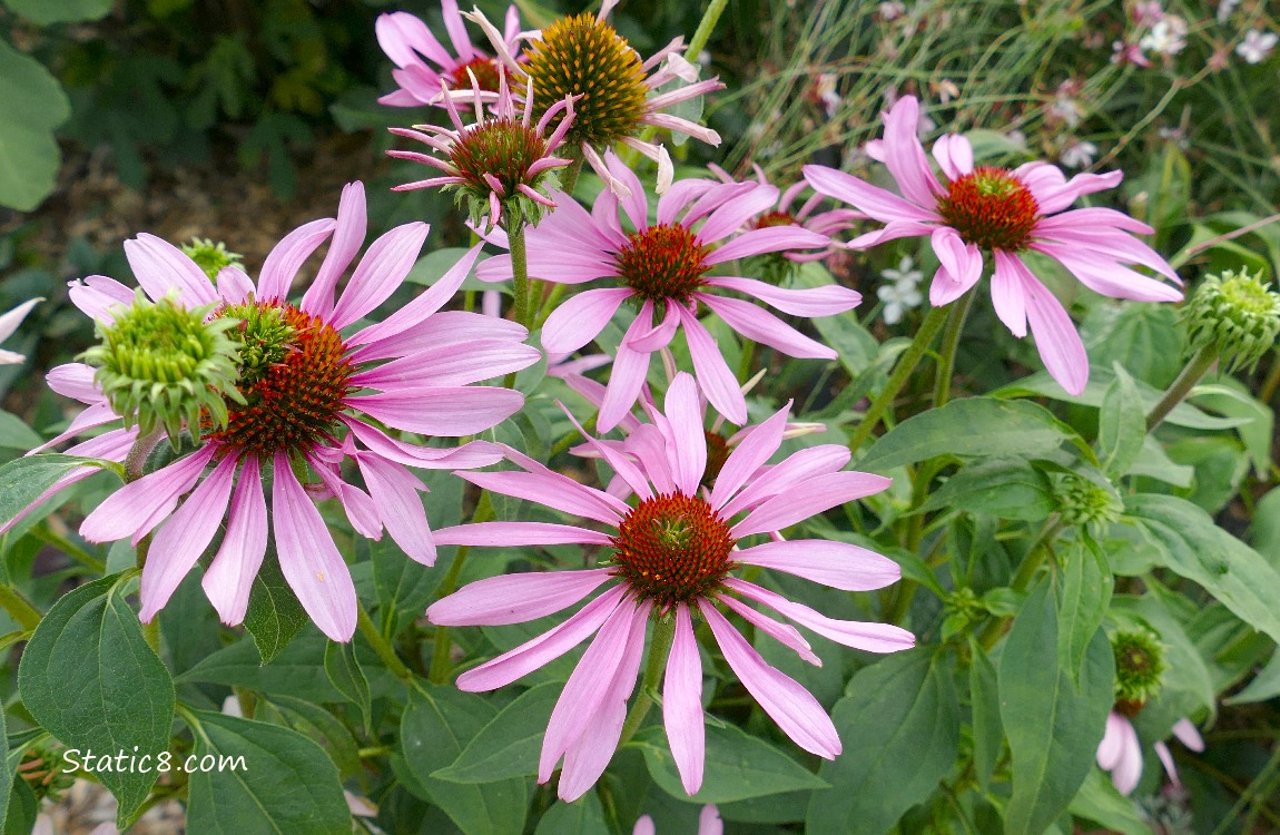 Pink Echinacea blooms and green leaves