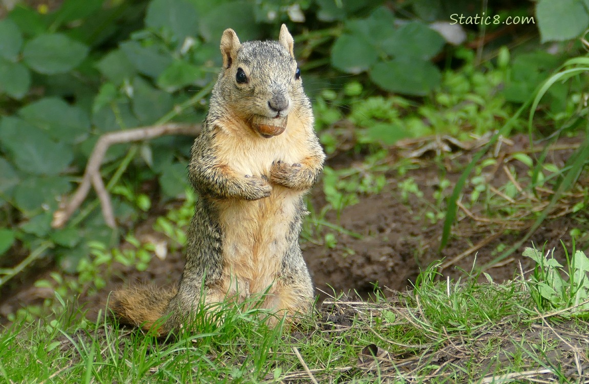 Squirrel standing in the grass, holding an acorn in their mouth