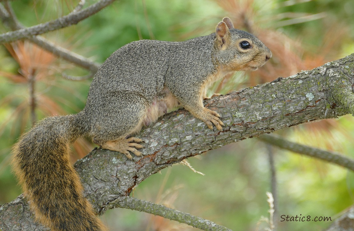 Squirrel standing on a pine tree branch