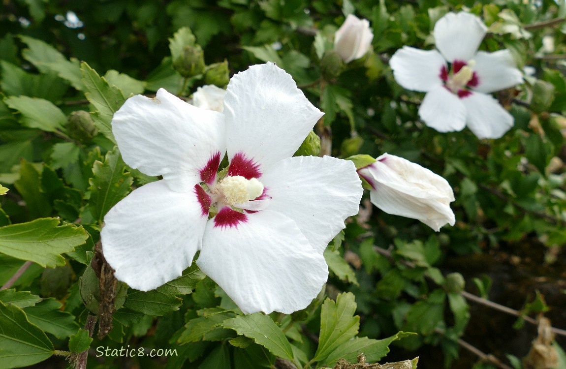 White Hibiscus blooms surrounded by green leaves