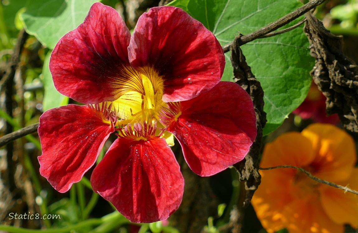 Red Nasturtium bloom