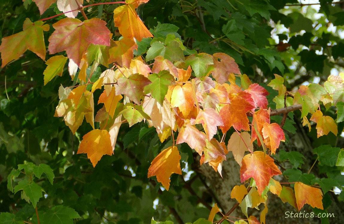 Yellow and red leaves on a maple tree, surrounded by green leaves