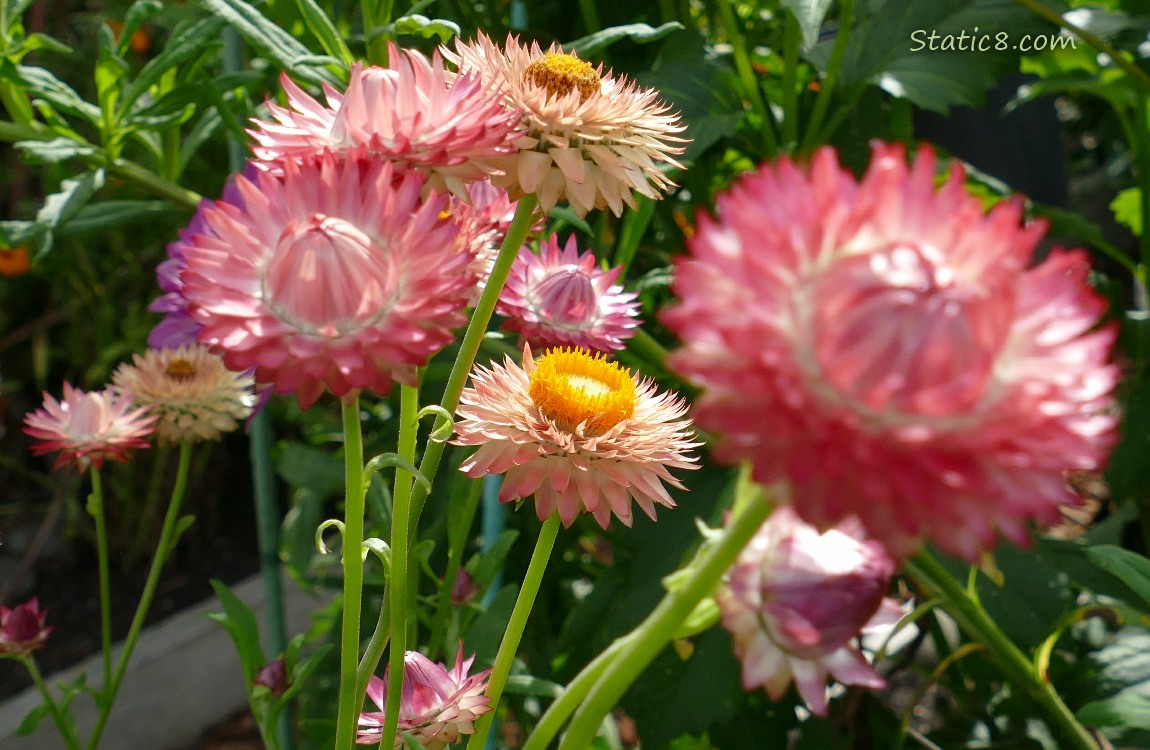 Pink Strawflower blooms